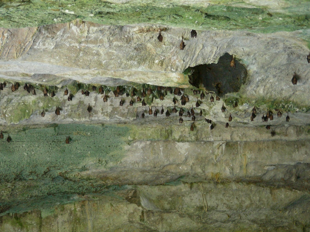 023-ben s cave bats